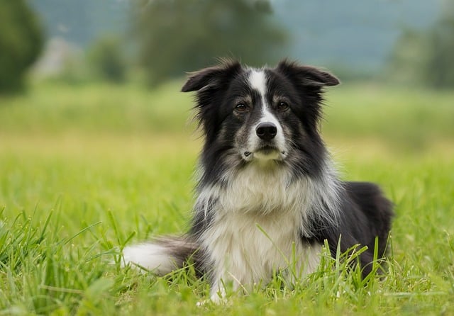 Border Collie Labrador Mix