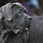Cane Corso Mastiff Mix: Die perfekte Mischung aus Stärke und Treue Cane Corso Mastiff Mix
