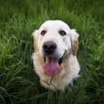 Warum frisst mein Hund Gras und erbricht weißen Schleim? Hund frisst Gras und erbricht weißen Schleim