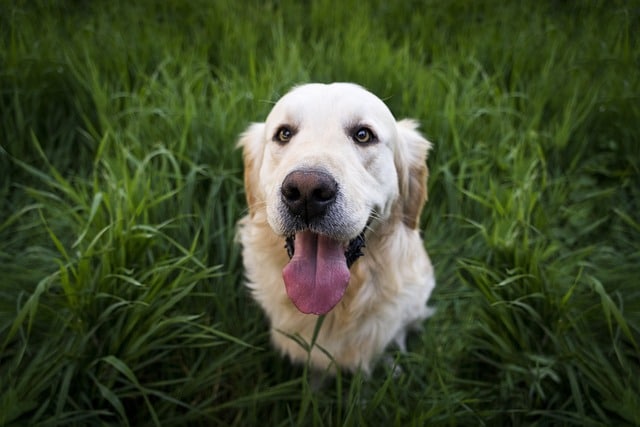 Hund frisst Gras und erbricht weißen Schleim