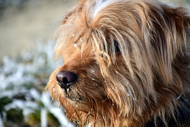 Hund mit langen Haaren