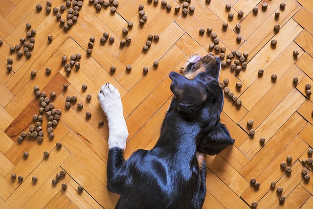 Hund verweigert Futter frisst aber Leckerlis