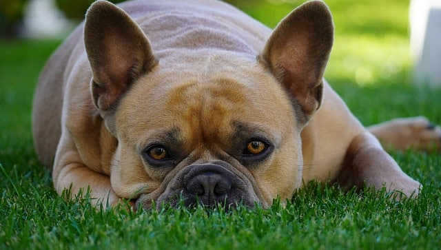 Hund zuckt im Liegen