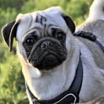 Mops Pudel Mix: Die bezaubernde Kreuzung zweier Rassen Kreuzung Mops und Pudel