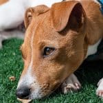 Vitamin B Mangel beim Hund: Wichtige Informationen zur Gesundheit deines Vierbeiners Vitamin B Mangel Hund