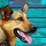 Zahnstein Entfernen Hund Kosten: Ein Leitfaden zur Zahngesundheit deines Vierbeiners Zahnstein entfernen Hund Kosten