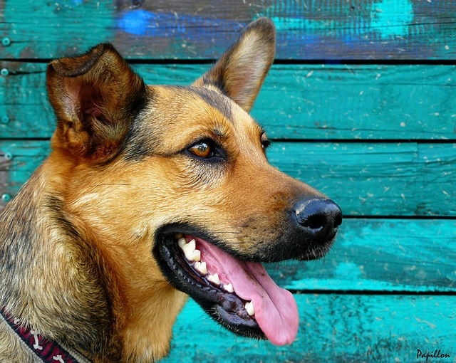 Zahnstein entfernen Hund Kosten