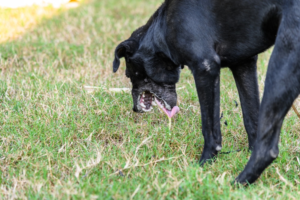 hund bricht gelb