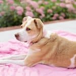 Analdrüsen ausdrücken beim Hund: Alles, was Sie wissen müssen, um Ihren pelzigen Freund zu unterstützen Analdrüsen ausdrücken beim Hund