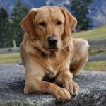 Arthrose beim Hund - Natürliche Hausmittel für ein besseres Leben Arthrose beim Hund Hausmittel