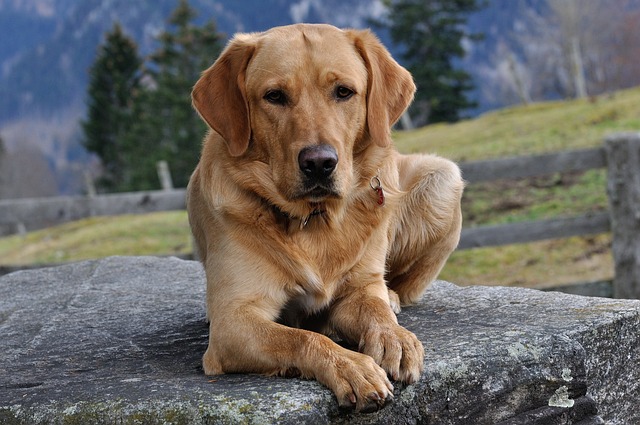 Arthrose beim Hund Hausmittel