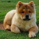 Die Freude, einen Chow Chow Welpen in Ihrem Zuhause willkommen zu heißen Chow Chow Welpe kaufen