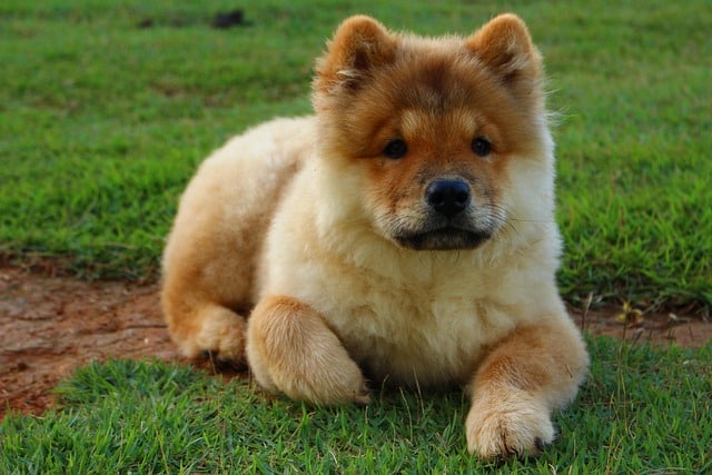 Chow Chow Welpe kaufen