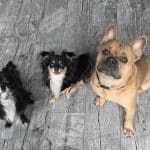 Französische Bulldogge Chihuahua Mix: Eine perfekte Mischung aus Charme und Verspieltheit Französische Bulldogge Chihuahua Mix