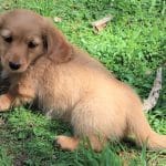Der Golden Retriever Dackel Mix: Eine einzigartige Mischung zweier Rassen Golden Retriever Dackel Mix