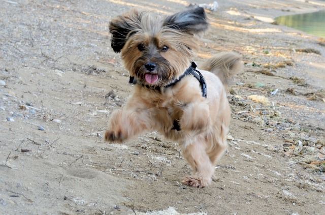 Hund Anspringen und Schnappen abgewöhnen