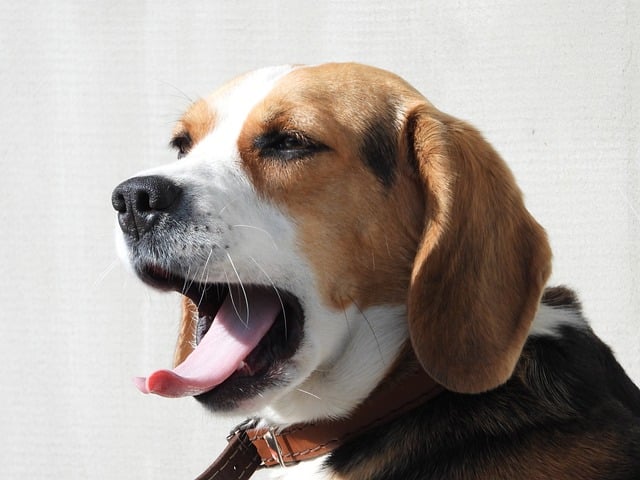 Hund Pubertät frisst nicht