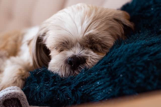 Hund atmet schnell Schlaf