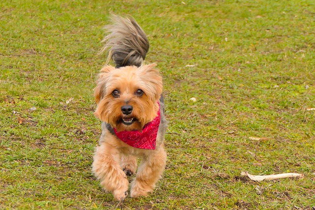 Hund bei Fuß beibringen