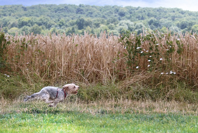 Hund hört nicht auf Rückruf