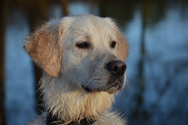 Hund reagiert plötzlich nicht mehr