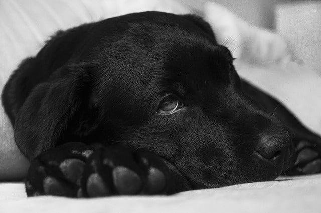 Hund spuckt und Durchfall