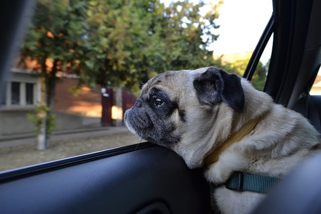 Hund verträgt Autofahren nicht