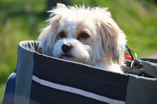 Hunde Fahrradkorb vorne befestigen