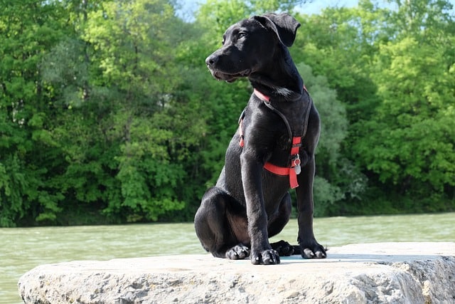 Junghund zieht an der Leine, wenn er andere Hunde sieht