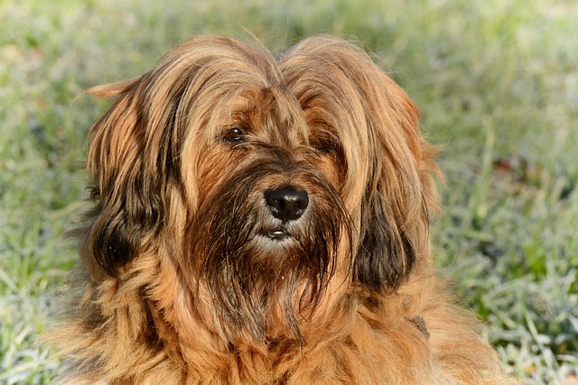 Mein Hund haart extrem