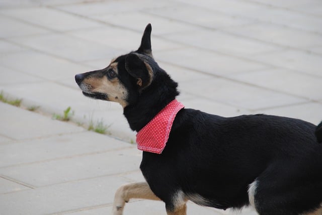 Mein Hund läuft mir ständig hinterher
