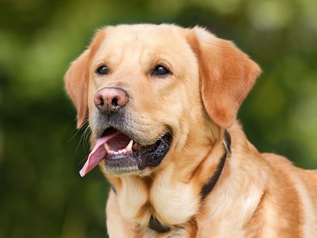 Mittel gegen Sodbrennen Hund