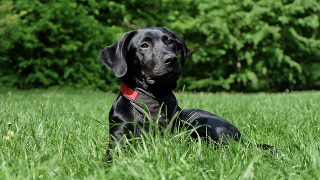 Tagesablauf Hund 6 Monate