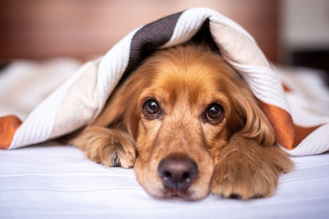 Verstopfte Analdrüse Hund Hausmittel