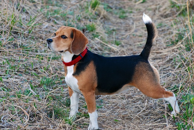 Violsche Drüse Hund