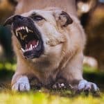 Was ist der gefährlichste Hund der Welt? Was ist der gefährlichste Hund der Welt