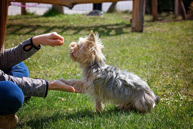 Wie viel kostet Hundeschule?