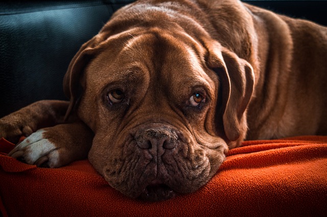 Alter Hund frisst nicht mehr
