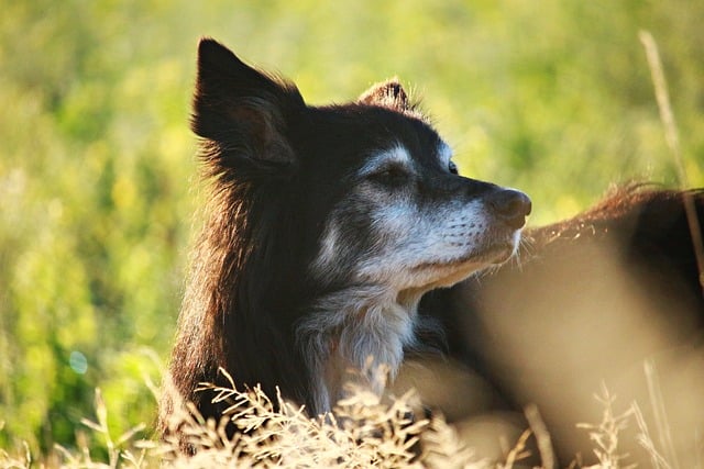 Alter Hund lässt Rute hängen