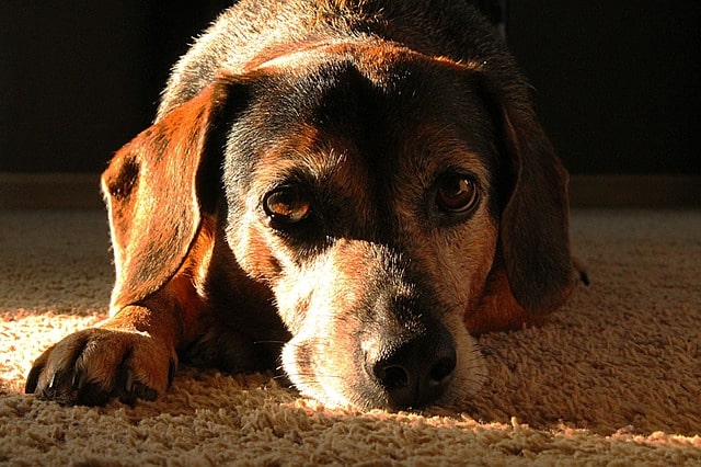 Alter Hund nimmt ab trotz Fressen