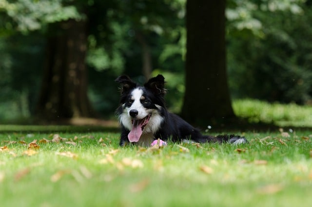 Ausgefallene Hundenamen mit B