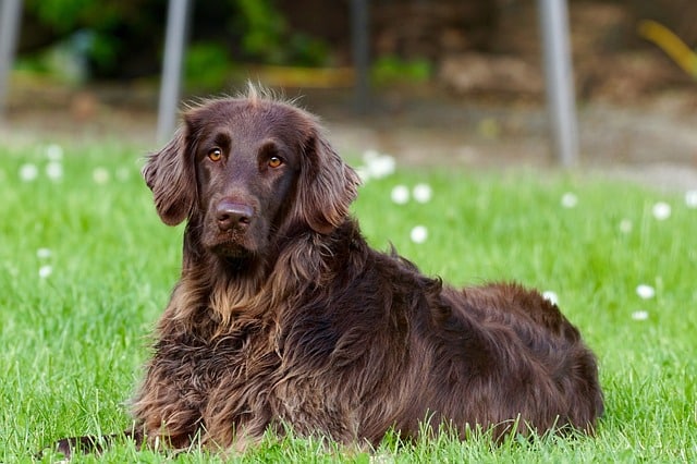 Bänderriss beim Hund ohne OP