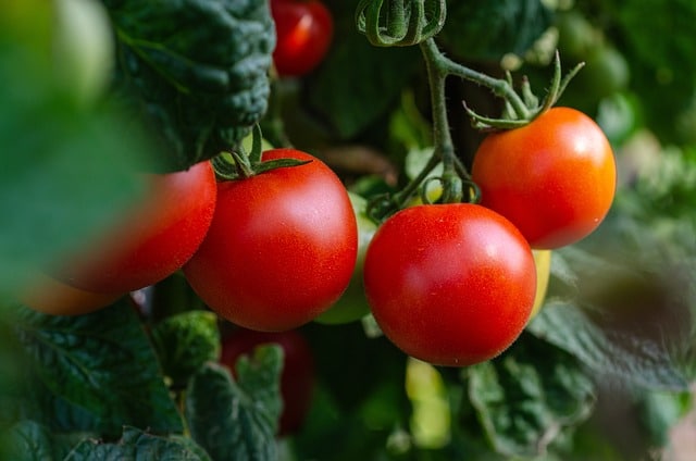 Dürfen Hunde gekochte Tomaten essen