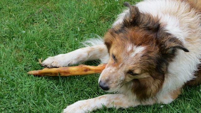 Hähnchen kochen für Hunde