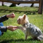 Die Macht der Kommunikation: Handzeichen im Hundetraining Handzeichen Hund Liste