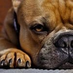 Hundekrallen schneiden ohne Krallenschere: Ein schmerzfreier Leitfaden Hund Krallen schneiden oder Krallenschere