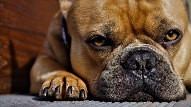 Hund Krallen schneiden oder Krallenschere