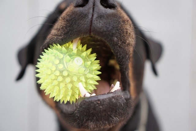 Hund Zähne putzen Hausmittel