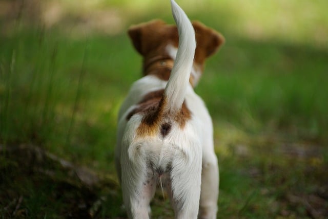 Hund beißt sich immer in die Rute