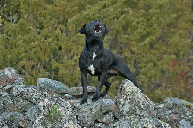 Hund bellt im Garten bei jedem Geräusch